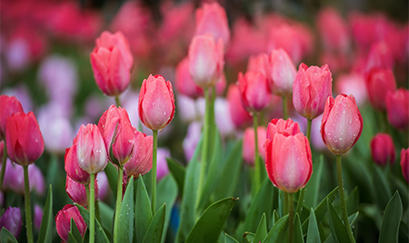 春游赏花-不负时光